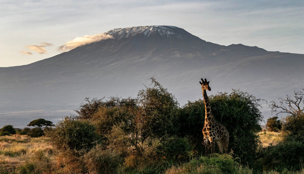 The pride of Tanzania, a giraffe at Kilimanjaro National Park