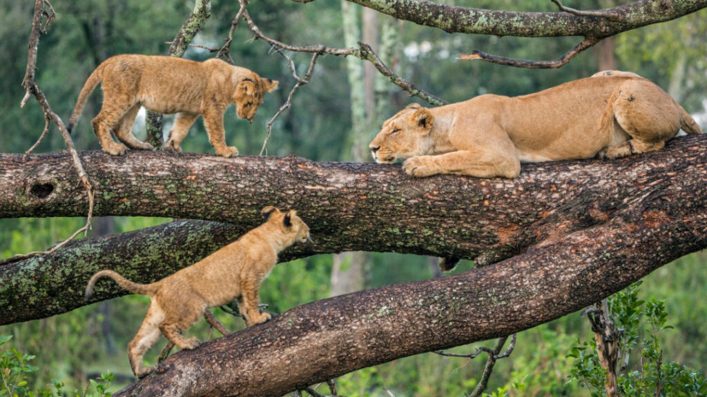 Rare climbing lions at Lake Manyara National park