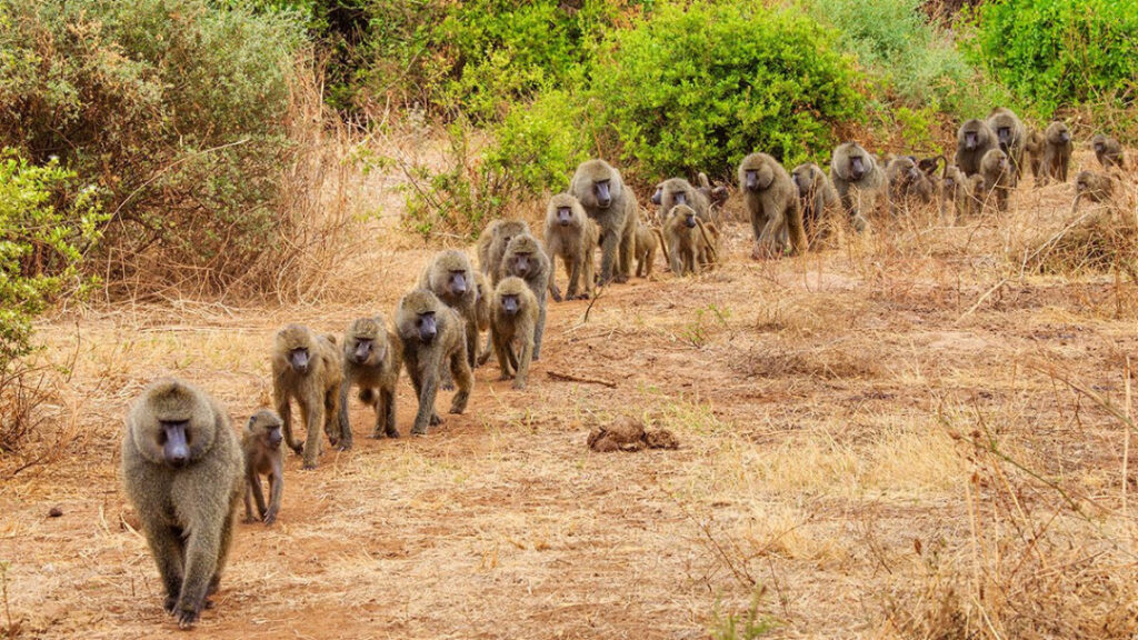 Baboons at Lake Manyara National park