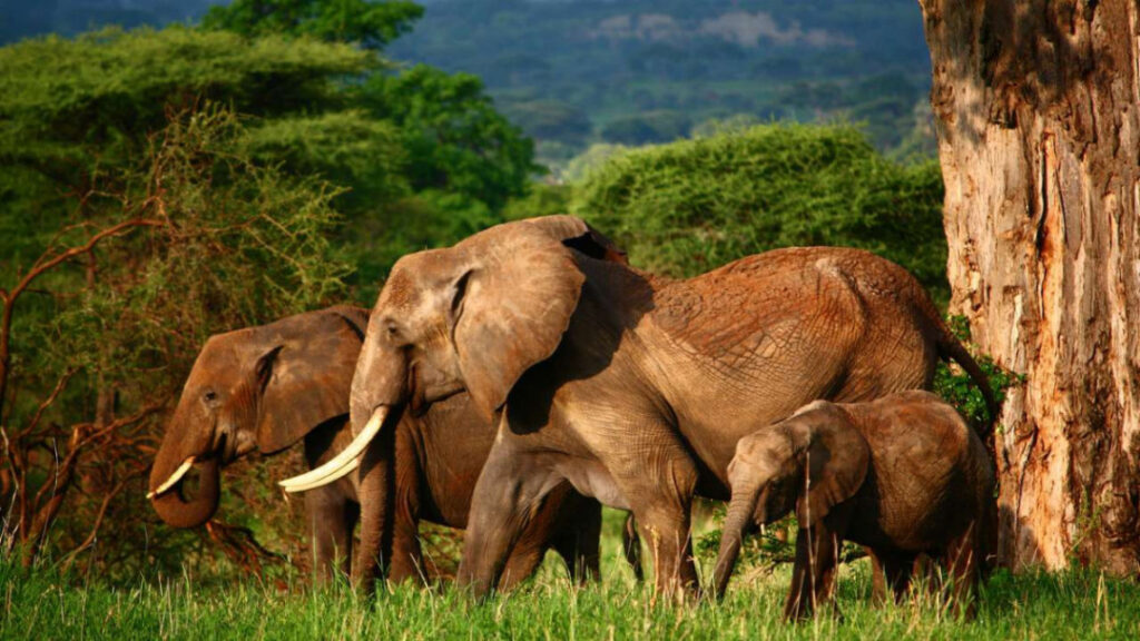 Tanzania has big number of elephants