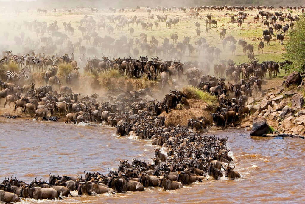 Witness the Great Wildebeest Migration