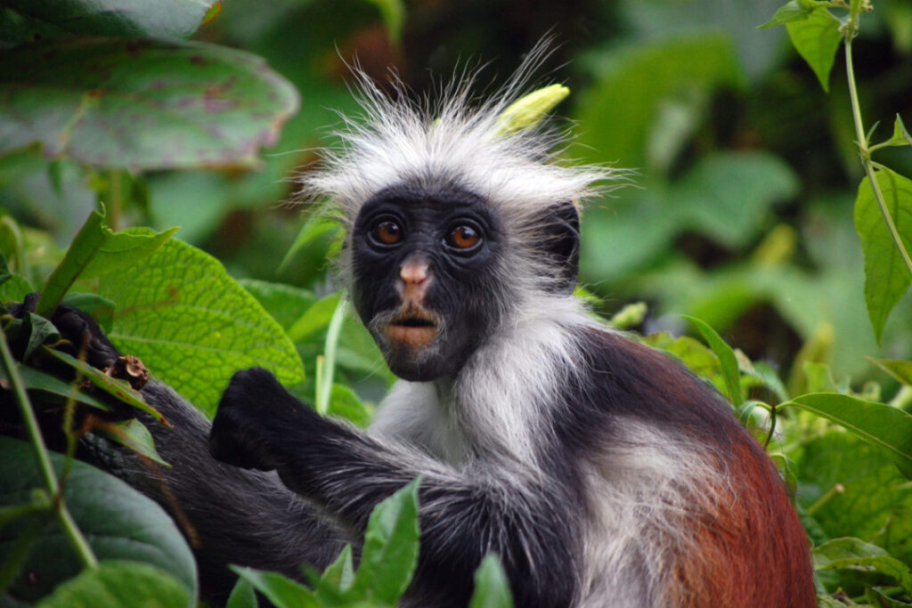 Jozani Forest: Monkeys, Mangrove and Medicine Jungle